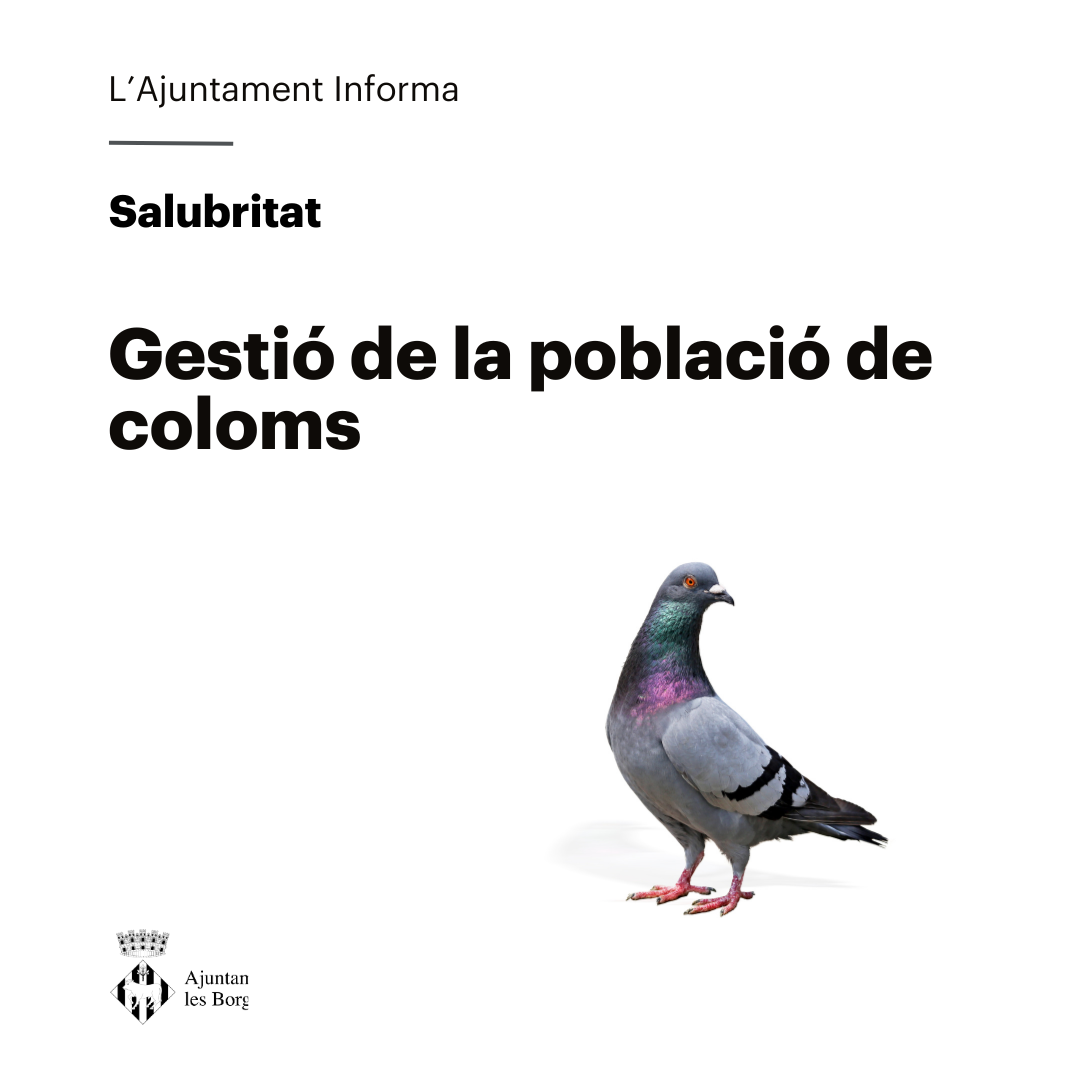 Gestió de la població de coloms